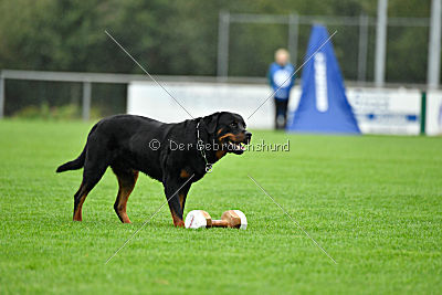 Excalibur von der Rasselbande