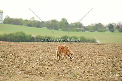 Falkrik's Starcaller