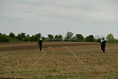 Falkrik's Starcaller