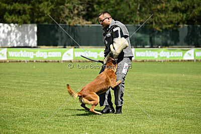 Farun des chiens de travail