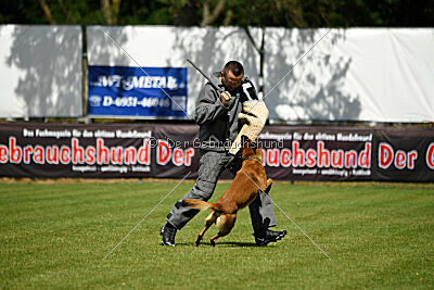 Farun des chiens de travail