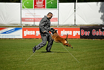 Farun des chiens de travail