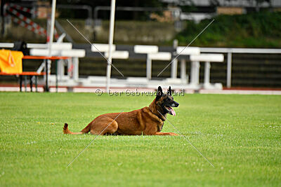 Farun des chiens de travail