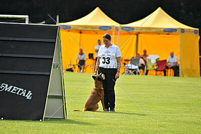 Farun des chiens de travail