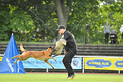 Farun des chiens de travail