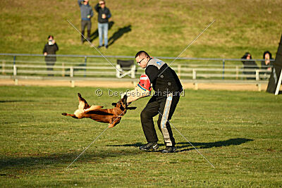 Farun des chiens de travail