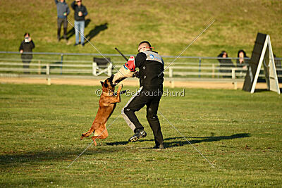 Farun des chiens de travail