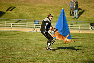 Farun des chiens de travail