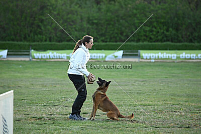 Farun des chiens de travail