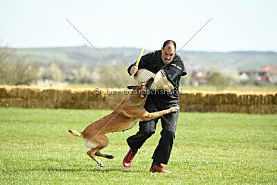 Femy vom schnellen Falken