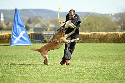 Femy vom schnellen Falken