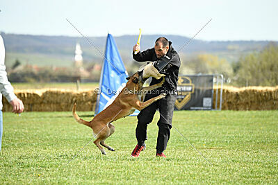 Femy vom schnellen Falken