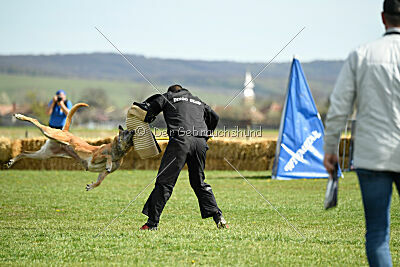 Femy vom schnellen Falken