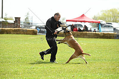 Femy vom schnellen Falken