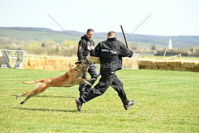 Femy vom schnellen Falken