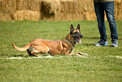 Femy vom schnellen Falken