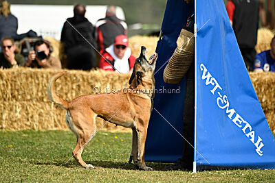 Femy vom schnellen Falken