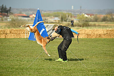 Femy vom schnellen Falken