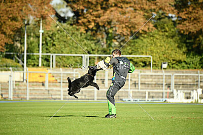 Fergie vom Ottilienstein