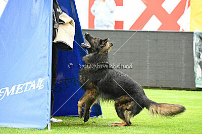 Fero vom Weggefährten