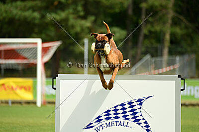 Figlio von Alt-Bayern