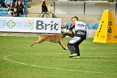 Fiona Marshall Dogs