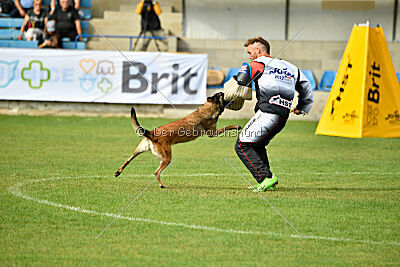 Fiona Marshall Dogs