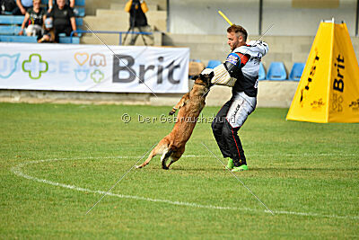 Fiona Marshall Dogs