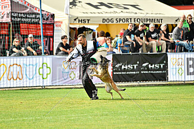 Fiona Marshall Dogs