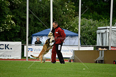 Fire vom schnellen Falken