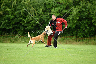Fire vom schnellen Falken