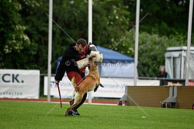Fire vom schnellen Falken
