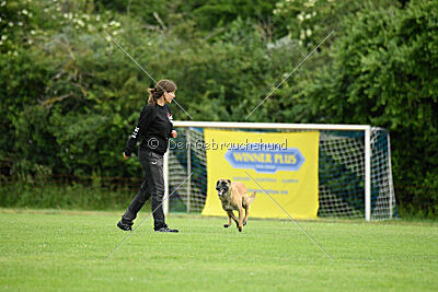 Fire vom schnellen Falken