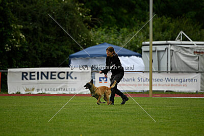 Fire vom schnellen Falken