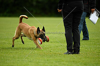 Fire vom schnellen Falken