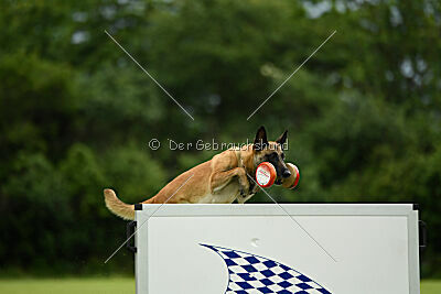 Fire vom schnellen Falken