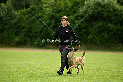 Fire vom schnellen Falken