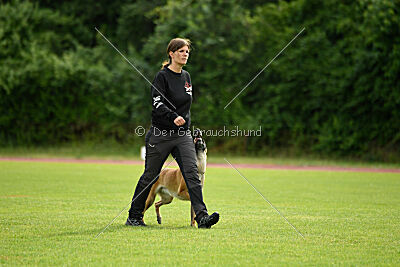 Fire vom schnellen Falken