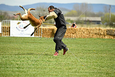 Fire vom schnellen Falken