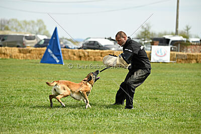 Fire vom schnellen Falken
