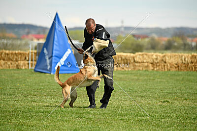 Fire vom schnellen Falken