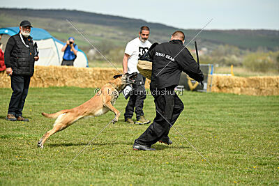 Fire vom schnellen Falken