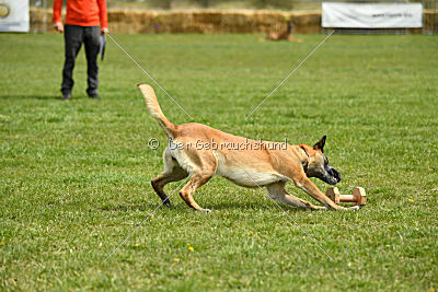Fire vom schnellen Falken