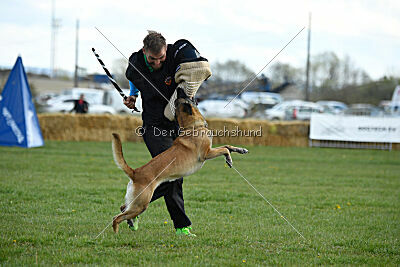 Fire vom schnellen Falken