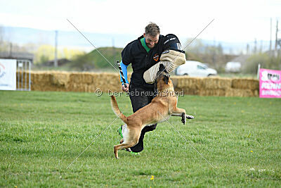 Fire vom schnellen Falken