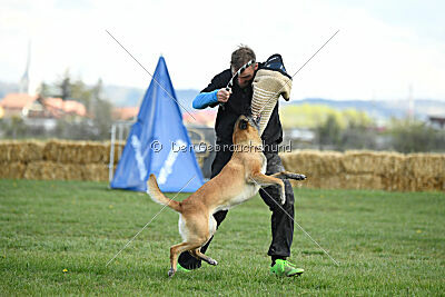 Fire vom schnellen Falken