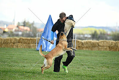 Fire vom schnellen Falken