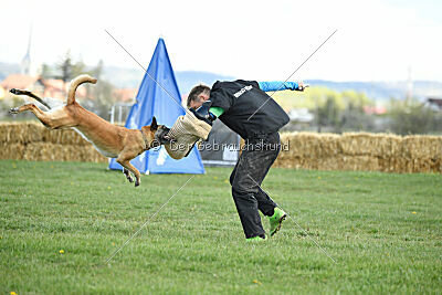 Fire vom schnellen Falken