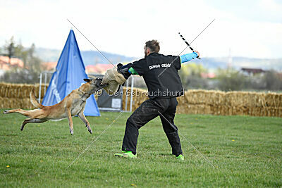 Fire vom schnellen Falken
