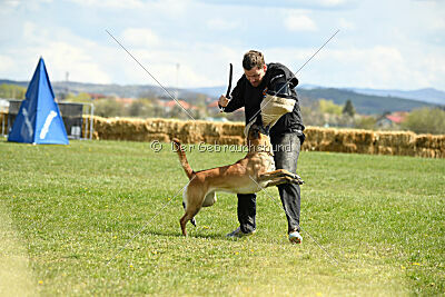 Fire vom schnellen Falken